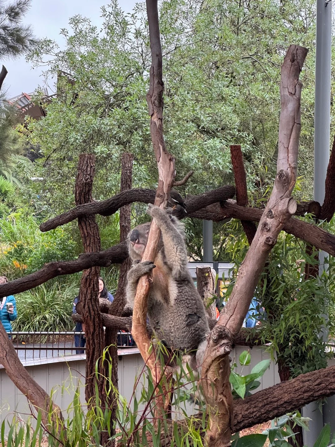 Melbourne Zooのコアラ